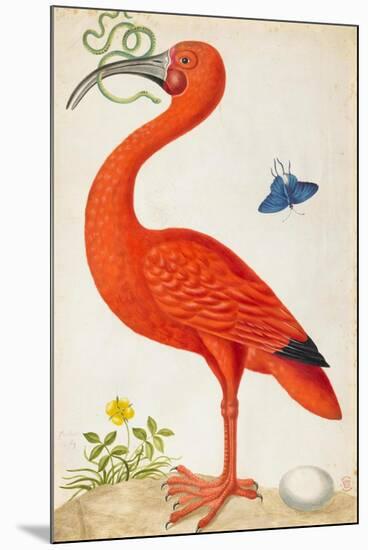 Curlew Catesby (or Scarlet Ibis)-Maria Sibylla Merian-Mounted Art Print