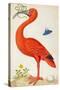 Curlew Catesby (or Scarlet Ibis)-Maria Sibylla Merian-Stretched Canvas