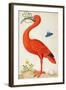 Curlew Catesby (or Scarlet Ibis)-Maria Sibylla Merian-Framed Art Print