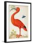 Curlew Catesby (or Scarlet Ibis)-Maria Sibylla Merian-Framed Art Print