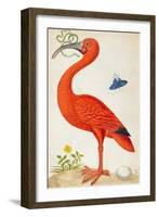 Curlew Catesby (or Scarlet Ibis)-Maria Sibylla Merian-Framed Art Print