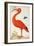 Curlew Catesby (or Scarlet Ibis)-Maria Sibylla Merian-Framed Art Print