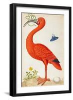 Curlew Catesby (or Scarlet Ibis)-Maria Sibylla Merian-Framed Art Print