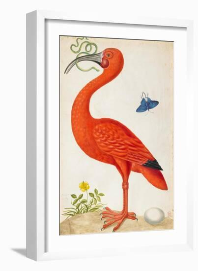 Curlew Catesby (or Scarlet Ibis)-Maria Sibylla Merian-Framed Art Print