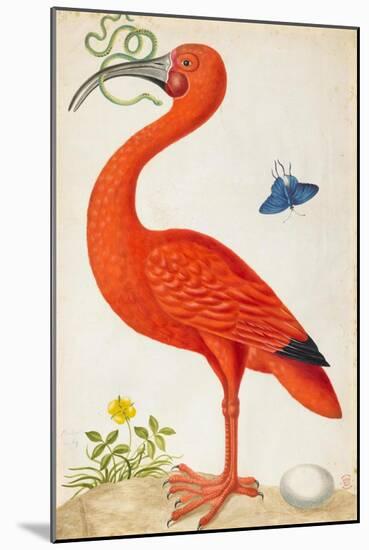 Curlew Catesby (or Scarlet Ibis)-Maria Sibylla Merian-Mounted Art Print