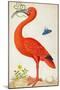 Curlew Catesby (or Scarlet Ibis)-Maria Sibylla Merian-Mounted Art Print