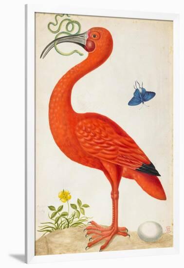 Curlew Catesby (or Scarlet Ibis)-Maria Sibylla Merian-Framed Art Print