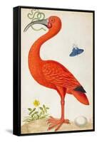 Curlew Catesby (or Scarlet Ibis)-Maria Sibylla Merian-Framed Stretched Canvas