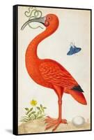 Curlew Catesby (or Scarlet Ibis)-Maria Sibylla Merian-Framed Stretched Canvas