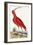 Curlew, Numenius, 1771-Mark Catesby-Framed Giclee Print