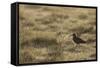 Curlew (Numenius Arquata) in Breeding Habitat in Early Morning Light, Cairngorms Np, Scotland, June-Mark Hamblin-Framed Stretched Canvas