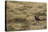 Curlew (Numenius Arquata) in Breeding Habitat in Early Morning Light, Cairngorms Np, Scotland, June-Mark Hamblin-Stretched Canvas