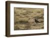 Curlew (Numenius Arquata) in Breeding Habitat in Early Morning Light, Cairngorms Np, Scotland, June-Mark Hamblin-Framed Photographic Print