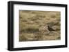 Curlew (Numenius Arquata) in Breeding Habitat in Early Morning Light, Cairngorms Np, Scotland, June-Mark Hamblin-Framed Photographic Print