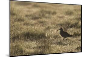 Curlew (Numenius Arquata) in Breeding Habitat in Early Morning Light, Cairngorms Np, Scotland, June-Mark Hamblin-Mounted Photographic Print