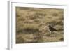 Curlew (Numenius Arquata) in Breeding Habitat in Early Morning Light, Cairngorms Np, Scotland, June-Mark Hamblin-Framed Photographic Print