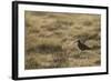 Curlew (Numenius Arquata) in Breeding Habitat in Early Morning Light, Cairngorms Np, Scotland, June-Mark Hamblin-Framed Photographic Print