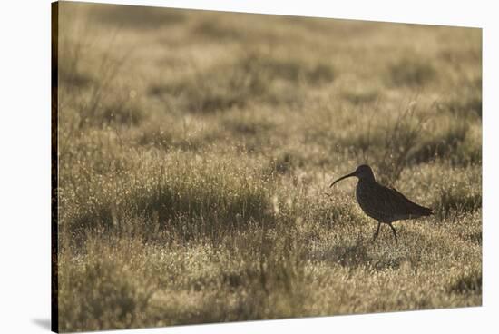 Curlew (Numenius Arquata) in Breeding Habitat in Early Morning Light, Cairngorms Np, Scotland, June-Mark Hamblin-Stretched Canvas