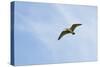 Curlew (Numenius Arquata) in Flight, Peak District Np, UK, June 2011-Ben Hall-Stretched Canvas