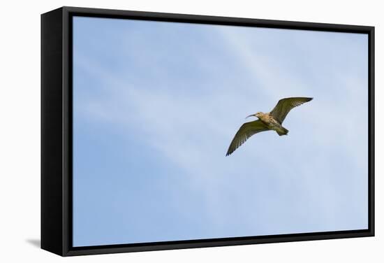 Curlew (Numenius Arquata) in Flight, Peak District Np, UK, June 2011-Ben Hall-Framed Stretched Canvas