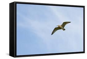 Curlew (Numenius Arquata) in Flight, Peak District Np, UK, June 2011-Ben Hall-Framed Stretched Canvas