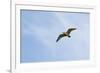 Curlew (Numenius Arquata) in Flight, Peak District Np, UK, June 2011-Ben Hall-Framed Photographic Print