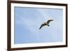 Curlew (Numenius Arquata) in Flight, Peak District Np, UK, June 2011-Ben Hall-Framed Photographic Print