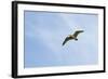 Curlew (Numenius Arquata) in Flight, Peak District Np, UK, June 2011-Ben Hall-Framed Photographic Print