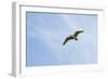 Curlew (Numenius Arquata) in Flight, Peak District Np, UK, June 2011-Ben Hall-Framed Photographic Print