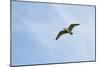 Curlew (Numenius Arquata) in Flight, Peak District Np, UK, June 2011-Ben Hall-Mounted Photographic Print