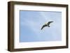 Curlew (Numenius Arquata) in Flight, Peak District Np, UK, June 2011-Ben Hall-Framed Photographic Print