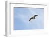 Curlew (Numenius Arquata) in Flight, Peak District Np, UK, June 2011-Ben Hall-Framed Photographic Print