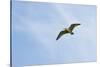 Curlew (Numenius Arquata) in Flight, Peak District Np, UK, June 2011-Ben Hall-Stretched Canvas