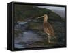 Curlew (Numenius Arquata) on Beach, Wirral, England, UK, December-Richard Steel-Framed Stretched Canvas