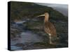 Curlew (Numenius Arquata) on Beach, Wirral, England, UK, December-Richard Steel-Stretched Canvas