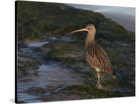 Curlew (Numenius Arquata) on Beach, Wirral, England, UK, December-Richard Steel-Stretched Canvas