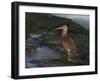 Curlew (Numenius Arquata) on Beach, Wirral, England, UK, December-Richard Steel-Framed Photographic Print