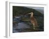 Curlew (Numenius Arquata) on Beach, Wirral, England, UK, December-Richard Steel-Framed Photographic Print