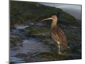 Curlew (Numenius Arquata) on Beach, Wirral, England, UK, December-Richard Steel-Mounted Photographic Print