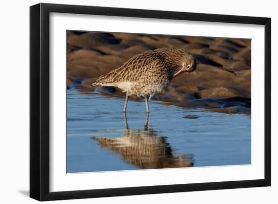 Curlew preening on mudflat at low tide, Northumberland, UK-Laurie Campbell-Framed Photographic Print