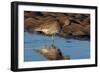 Curlew preening on mudflat at low tide, Northumberland, UK-Laurie Campbell-Framed Photographic Print