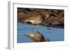 Curlew preening on mudflat at low tide, Northumberland, UK-Laurie Campbell-Framed Photographic Print