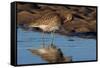 Curlew preening on mudflat at low tide, Northumberland, UK-Laurie Campbell-Framed Stretched Canvas