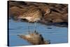 Curlew preening on mudflat at low tide, Northumberland, UK-Laurie Campbell-Stretched Canvas