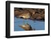 Curlew preening on mudflat at low tide, Northumberland, UK-Laurie Campbell-Framed Photographic Print