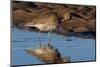 Curlew preening on mudflat at low tide, Northumberland, UK-Laurie Campbell-Mounted Photographic Print