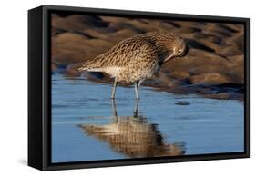 Curlew preening on mudflat at low tide, Northumberland, UK-Laurie Campbell-Framed Stretched Canvas