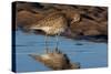 Curlew preening on mudflat at low tide, Northumberland, UK-Laurie Campbell-Stretched Canvas