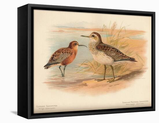 Curlew Sandpiper (Tringa subarquata), Siberian Pectoral Sandpiper (Heteropygia acuminata), 1900-Charles Whymper-Framed Stretched Canvas