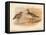 Curlew Sandpiper (Tringa subarquata), Siberian Pectoral Sandpiper (Heteropygia acuminata), 1900-Charles Whymper-Framed Stretched Canvas